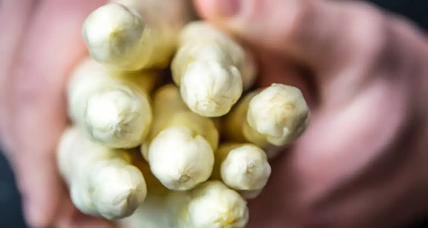 Bund weißer Spargel in Händen gehalten