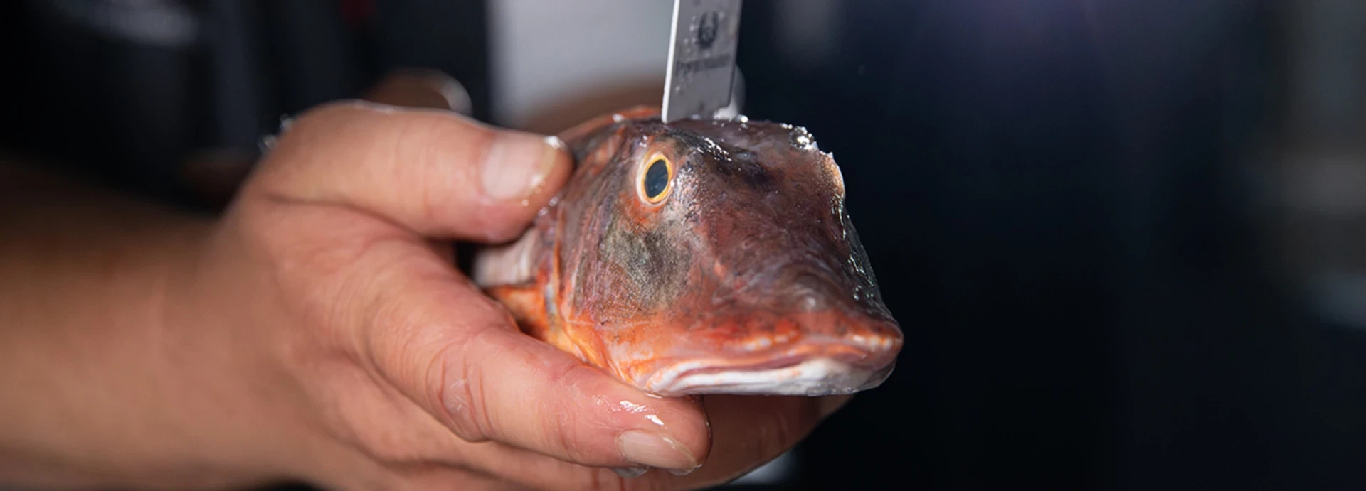  QSFP Knurrhahn