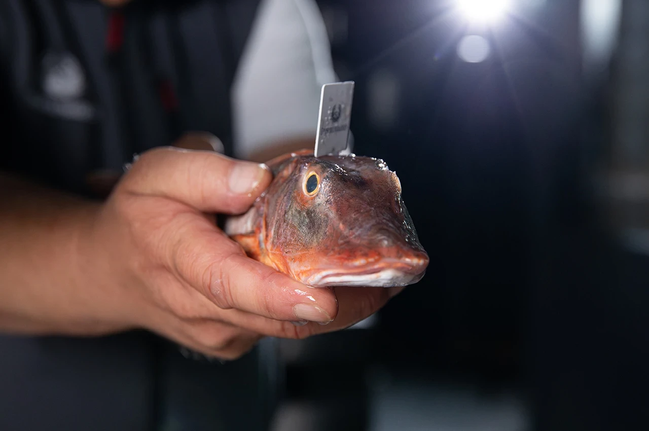  QSFP Knurrhahn