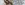 High Pressure Lobster aus Kanada High Pressure Lobster aus Kanada