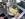 Seezunge wird in Butter gebraten