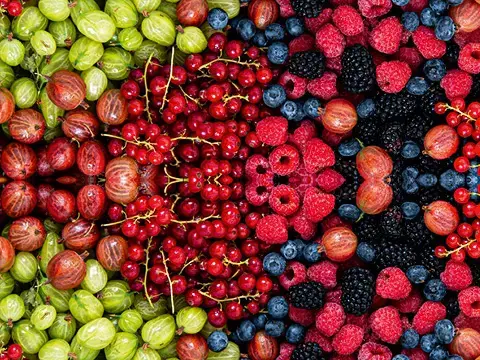 Übersicht des Beeren Sortiments Übersicht des Beeren Sortiments