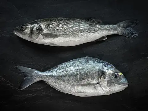 Wolfsbarsch und Dorade auf Schiefer