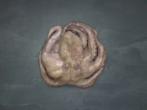 Pulpo auf Schiefer Pulpo auf Schiefer