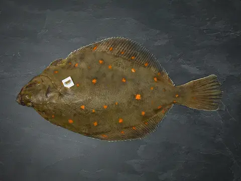 Scholle auf Schiefer Scholle auf Schiefer