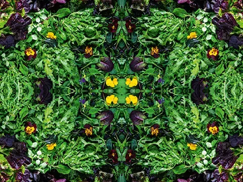Übersicht des Salat Sortiments