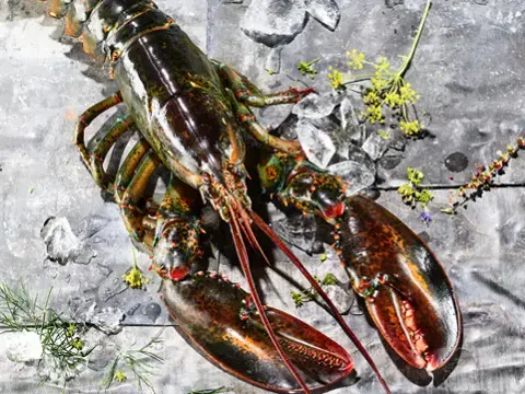 High Pressure Lobster aus Kanada