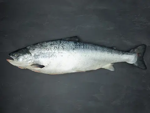 Produktbild des Lachs Produktbild des Lachs