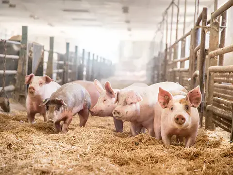 Schweinestall Schweinestall
