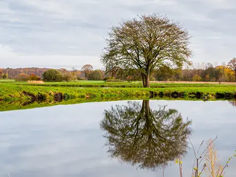 Baum auf einer Wiese