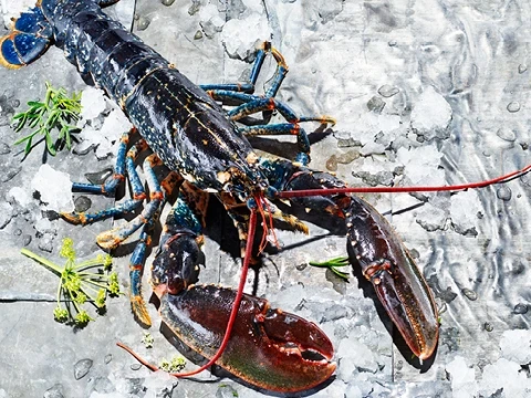 Europäischer High Pressure Lobster