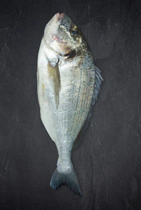 Produktbild Dorade Royale