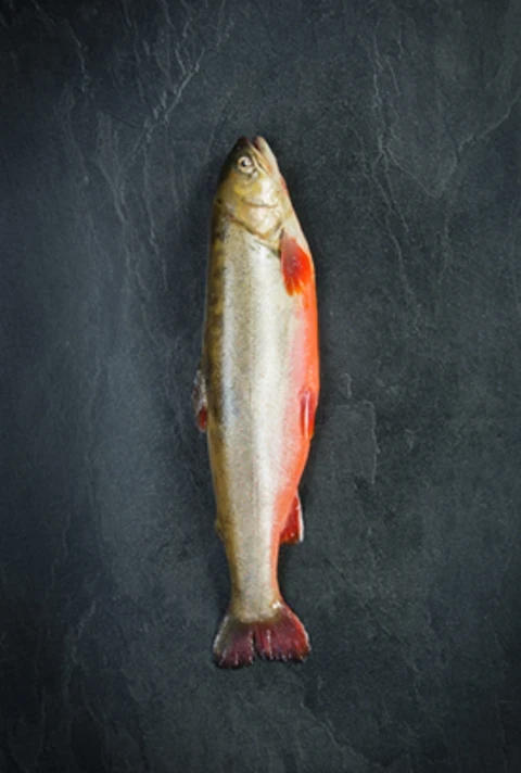 Produktbild Saibling