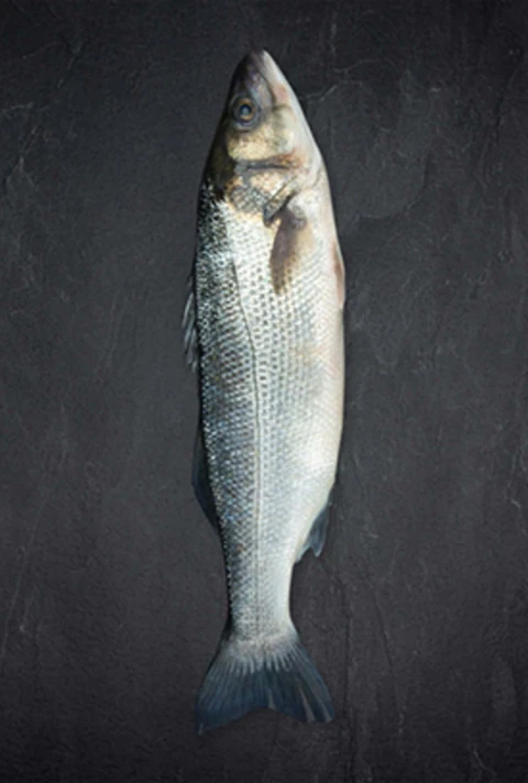 Produktbild Wolfsbarsch